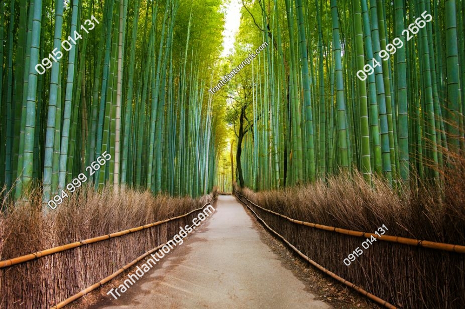 Tranh tường cảnh Rừng tre ở Nhật Bản, Arashiyama, Kyoto 173985326